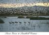 Sandhill Cranes & Snow Goose flock in flight (Chen caerulescens)