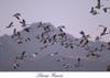 Snow Geese in flight (Chen caerulescens)