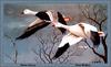 [Animal Art - Tom Walker] Snow Geese in flight (Chen caerulescens)