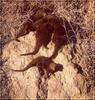 Dwarf Mongoose group (Helogale parvula)