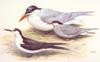 [Animal Art] Black-fronted Tern & Caspian Tern (Sterna caspia)