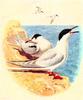 [Animal Art] Common Tern pair (Sterna hirundo)