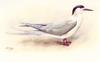[Animal Art] White-fronted Tern (Sterna striata)