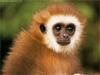 Can anybody ID what is this  Monkey (Gibbon?)