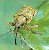 Acorn Weevil (Balaninus venosus)