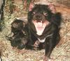 Tasmanian Devil (Sarcophilus laniarius)