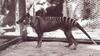 Thylacine, Tasmanian Wolf, Tasmanian Tiger (Thylacinus cynocephalus)