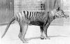 Thylacine, Tasmanian Wolf, Tasmanian Tiger (Thylacinus cynocephalus)