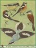...masked shrike (Lanius nubicus), woodchat shrike (Lanius senator), red-backed shrike (Lanius coll