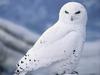 Snowy Owl (Nyctea scandiaca)