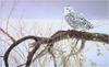 [Animal Art - Robert Bateman] Snowy Owl (Nyctea scandiaca)