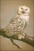 [Animal Art] Snowy Owl (Nyctea scandiaca)