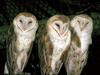 Barn Owls (Tyto alba)