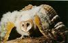 Barn Owl chick (Tyto alba)