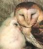 Barn Owl mother and chick (Tyto alba)
