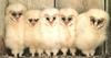 Barn Owl chicks (Tyto alba)
