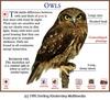 Southern Boobook Owl (Ninox boobook)