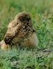 Burrowing Owl and chicks (Athene cunicularia)