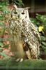 Bengal (Indian) Eagle Owl (Bubo bengalensis)