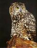 Cape Eagle Owl (Bubo capensis)