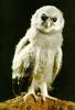 Verreaux's Eagle Owl chick (Bubo lacteus)