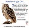 Eurasian Eagle Owl (Bubo bubo)