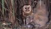 Eastern Grass Owl mother and chicks (Tyto longimembris)