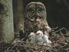 Great Grey Owl & owlets (Strix nebulosa)