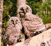 Great Grey Owl chicks (Strix nebulosa)