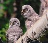 Great Grey Owl chicks (Strix nebulosa)