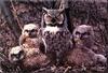 Great Horned Owl & chicks (Bubo virginianus)