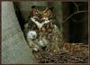 Great Horned Owl & owlet (Bubo virginianus)