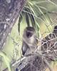 Vervet Monkey (Chlorocebus aethiops)