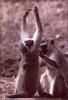Vervet Monkeys (Chlorocebus aethiops)