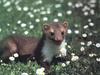 Least Weasel (Mustela nivalis)