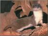Least Weasel (Mustela nivalis)