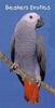 African Grey Parrot (Psittacus erithacus)