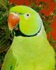 Indian Ringneck Parakeet (Psittacula krameri manillensis)