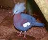 Crowned-pigeon (Goura sp)