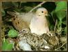 Mourning Dove and chicks (Zenaida macroura)