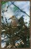 Mourning Dove on nest (Zenaida macroura)