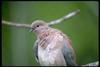 Laughing Dove, Senegal Dove (Streptopelia senegalensis)
