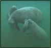 West Indian Manatee family (Trichechus manatus)