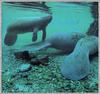 West Indian Manatee family (Trichechus manatus)