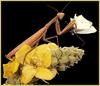 European Praying Mantis (Mantis religiosa)