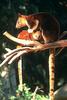 Bennett's Tree Kangaroo (Dendrolagus bennettianus)
