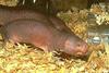 Naked Mole-Rat (Heterocephalus glaber)