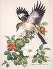 [Animal Art - Roger Tory Peterson] Northern Mockingbird (Mimus polyglottos)