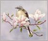 [Animal Art - Sherry Nelson] Magnolia flowers & Northern Mockingbird (Mimus polyglottos)