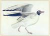 [Animal Art] Black-headed Gull (Larus ridibundus)